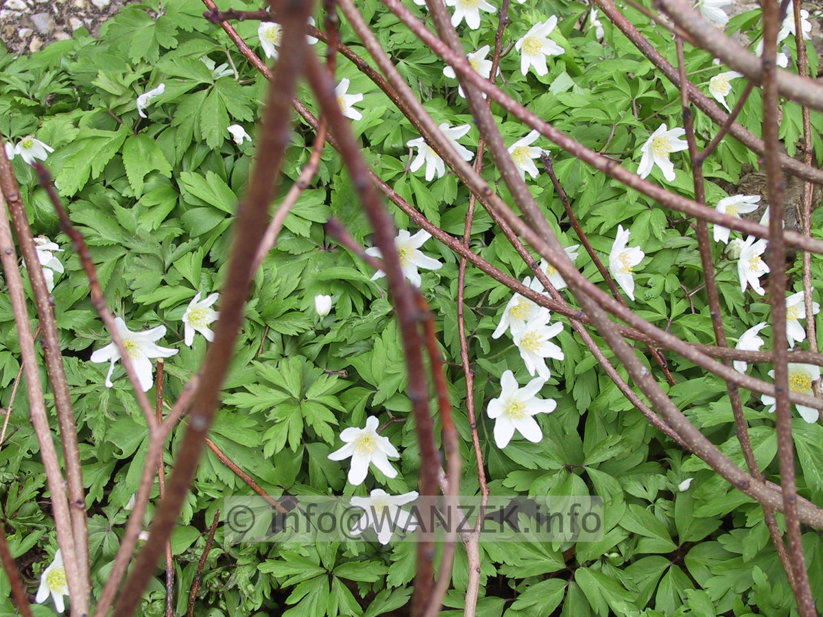 Anemone nemorosa flaechig3.JPG
